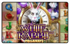 White Rabbit